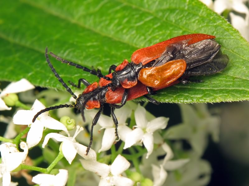 Lygistopterus sanguineus (Linnaeus, 1758)